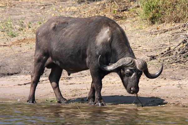 Chobe