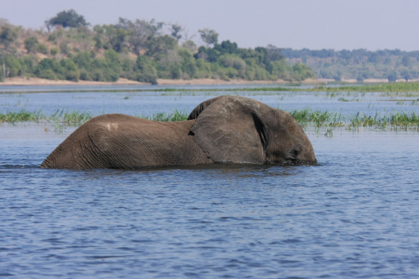 Chobe