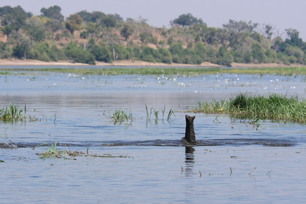Chobe