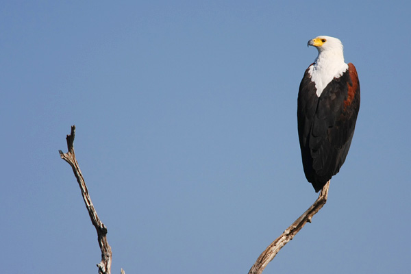 Chobe