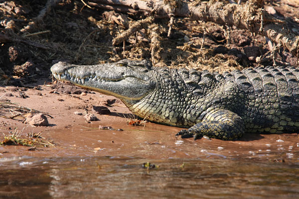 Chobe