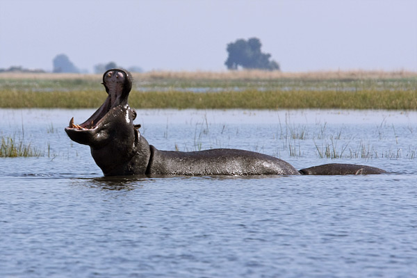 Chobe