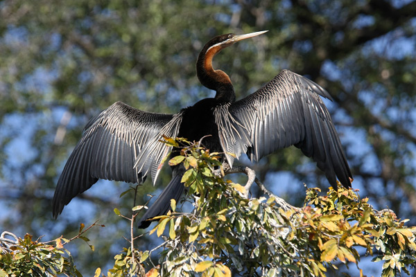 Chobe