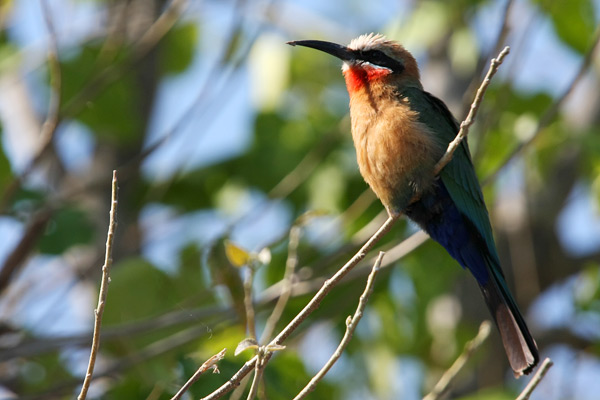 Chobe