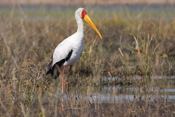 Chobe