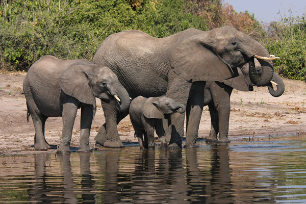 Chobe