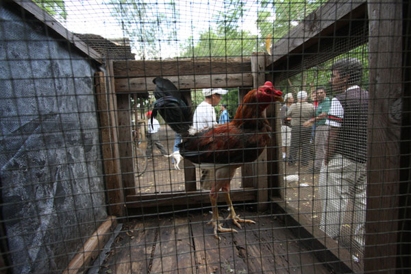 rooster