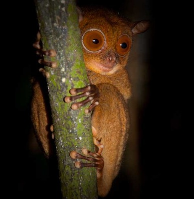 Slow loris