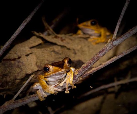 frog