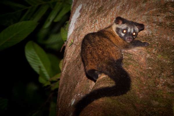 civet cat