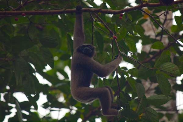 gibbon