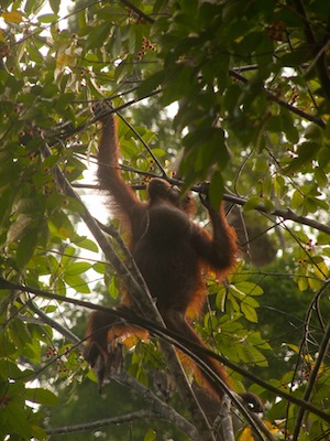 orangutan