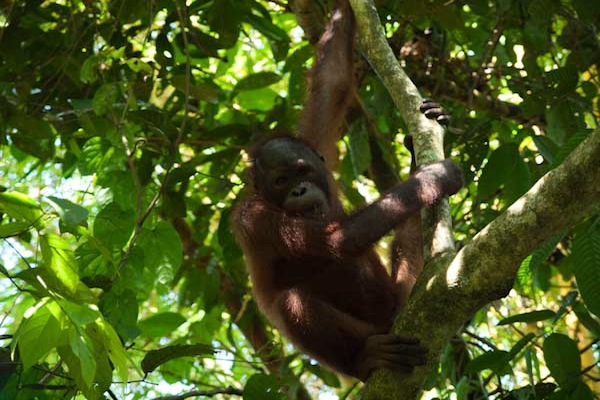 orangutan