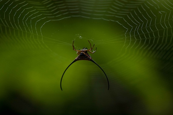 spider