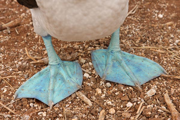 Blue Footed Boobies