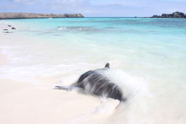 Galapagos Sea Lion