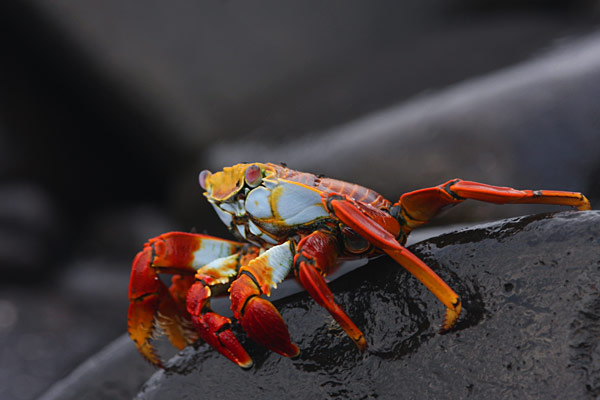 Sally Light-Foot Crab