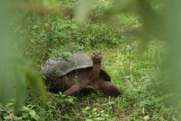 Giant Tortoise