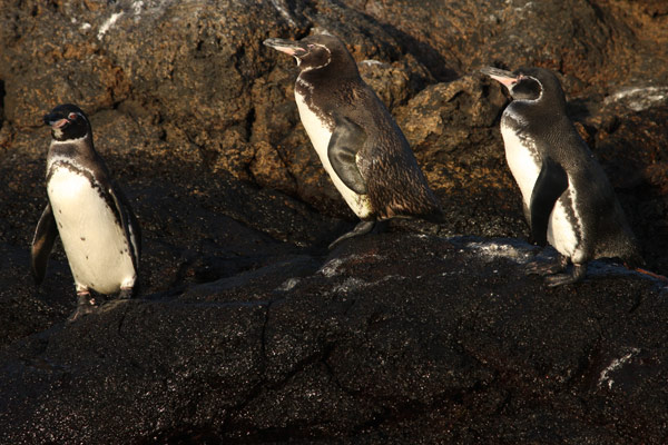 Galapagos Penguins