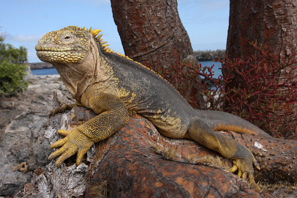 Galapagos Land Iguana