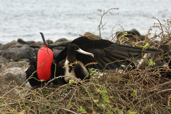 Frigatebirds