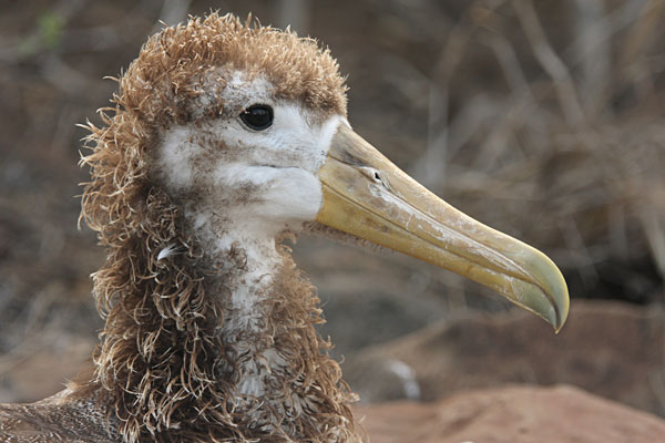 Waved Albatross