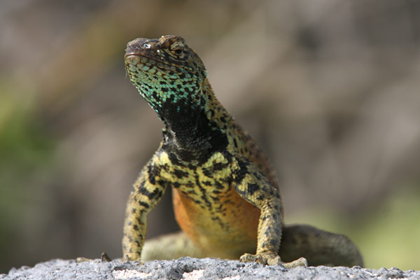 Lava Lizard