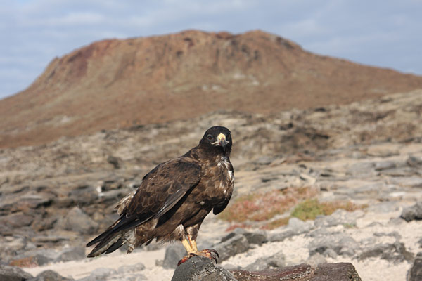 Galapagos Hawk