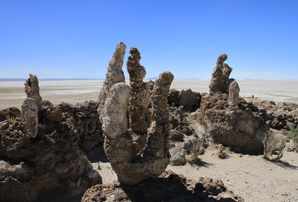 Petrified cacti