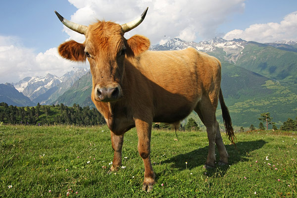 Svaneti
