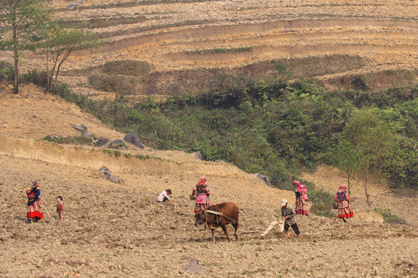 H'mong hill tribes