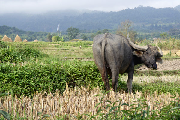 Hsipaw