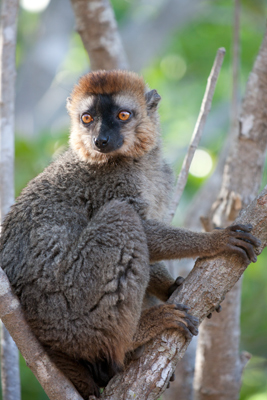 Red-fronted lemur