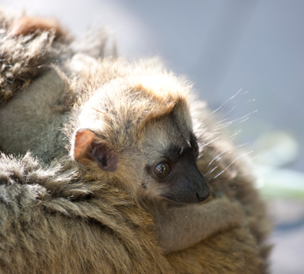 Baby red-fronted lemur