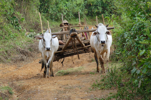 Trekking around Kalaw