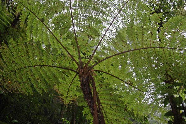 kinabalu