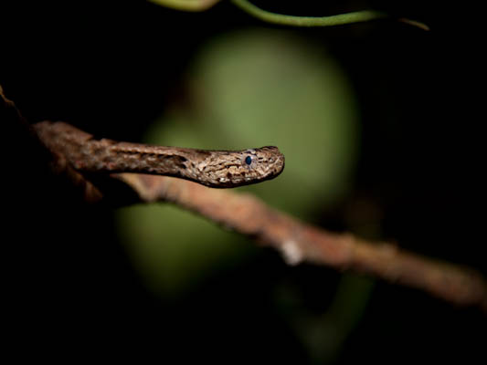 Malaysia