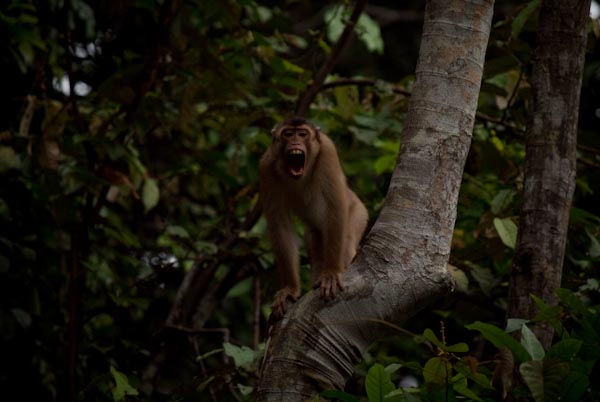 Kinabatangan