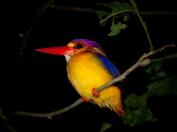 Kinabatangan