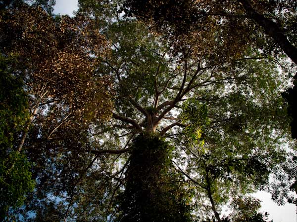 Kinabatangan