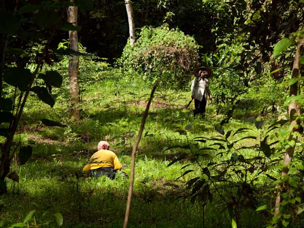 Kinabatangan