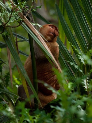 Kinabatangan