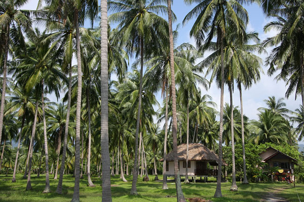 Coconut palms