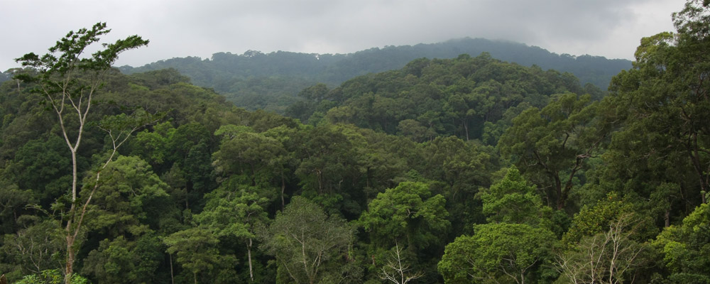 Jungle