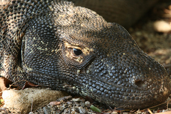 Komodo dragon
