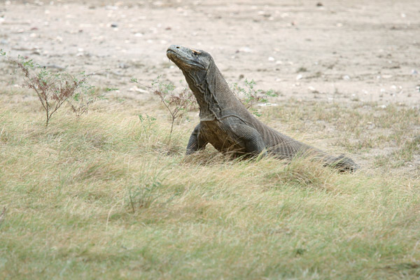 Komodo dragon