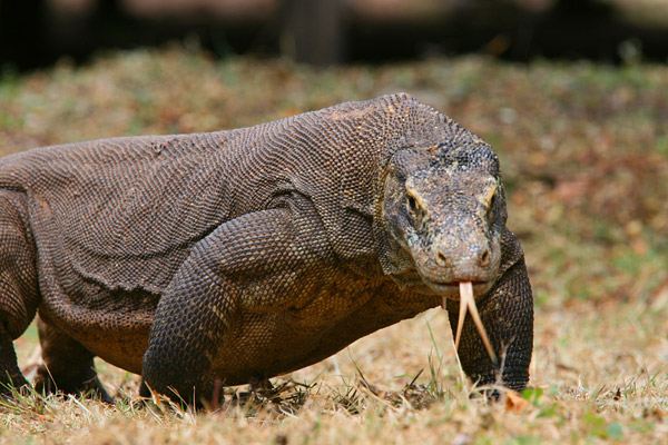 Komodo dragon