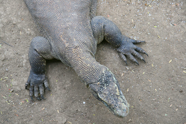 Komodo dragon