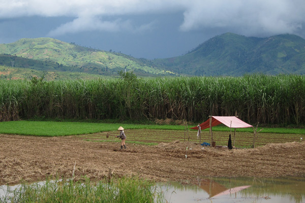 Fields