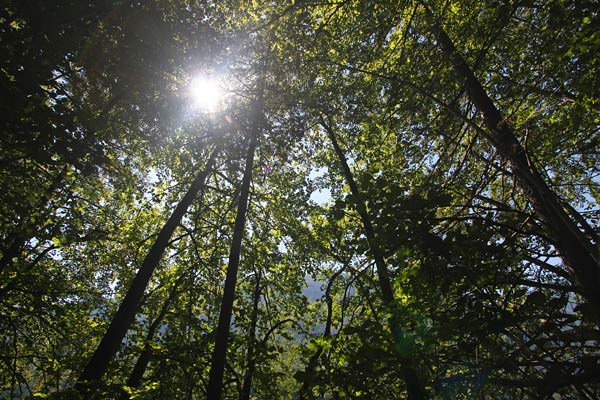 Trees